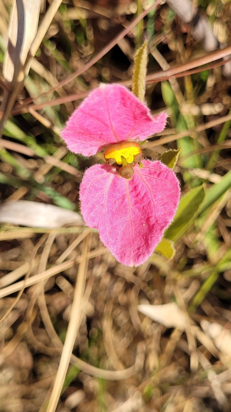 Dalechampia francisceana photo 3