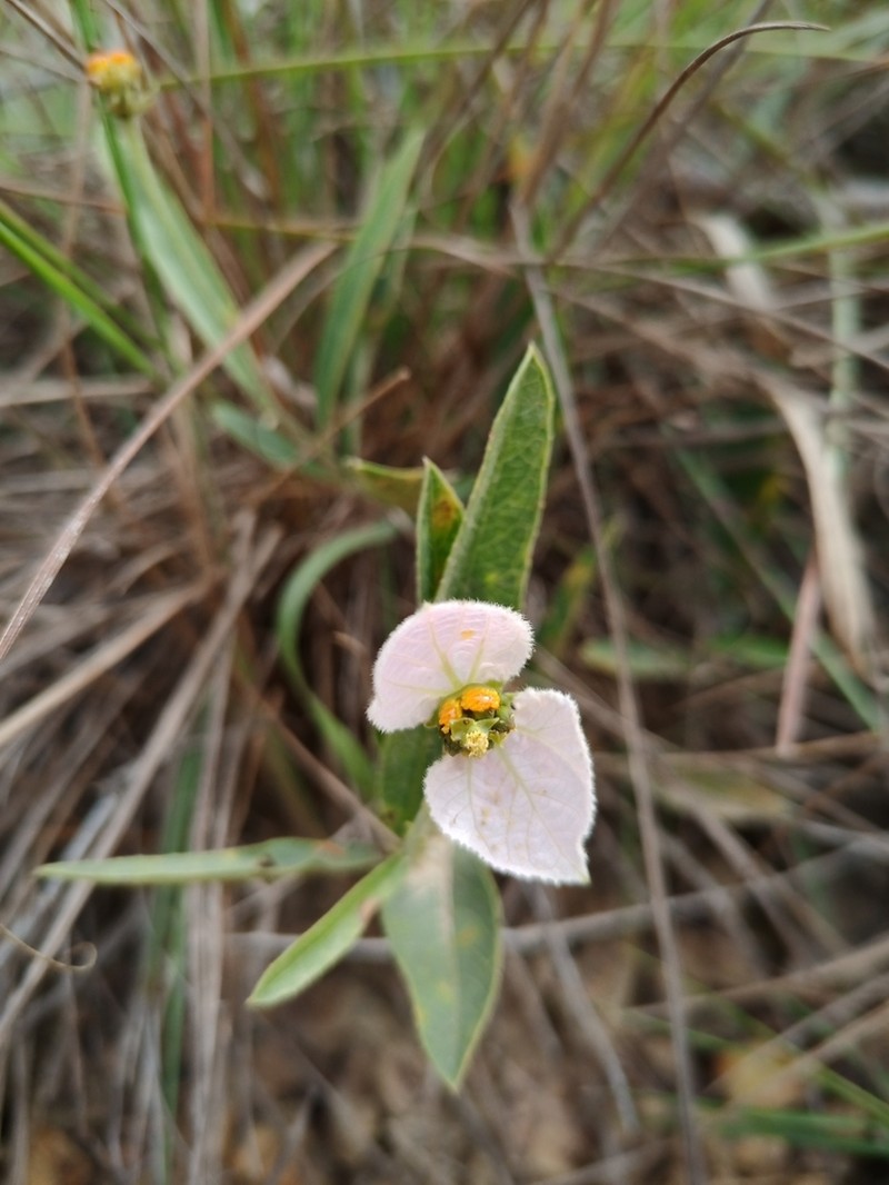 Dalechampia francisceana photo 4