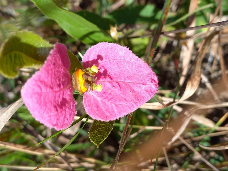Dalechampia francisceana photo 5