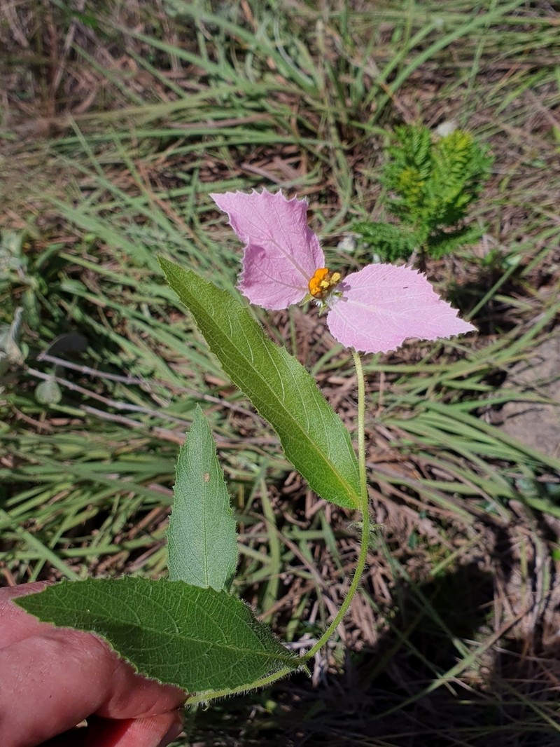Dalechampia francisceana photo 6