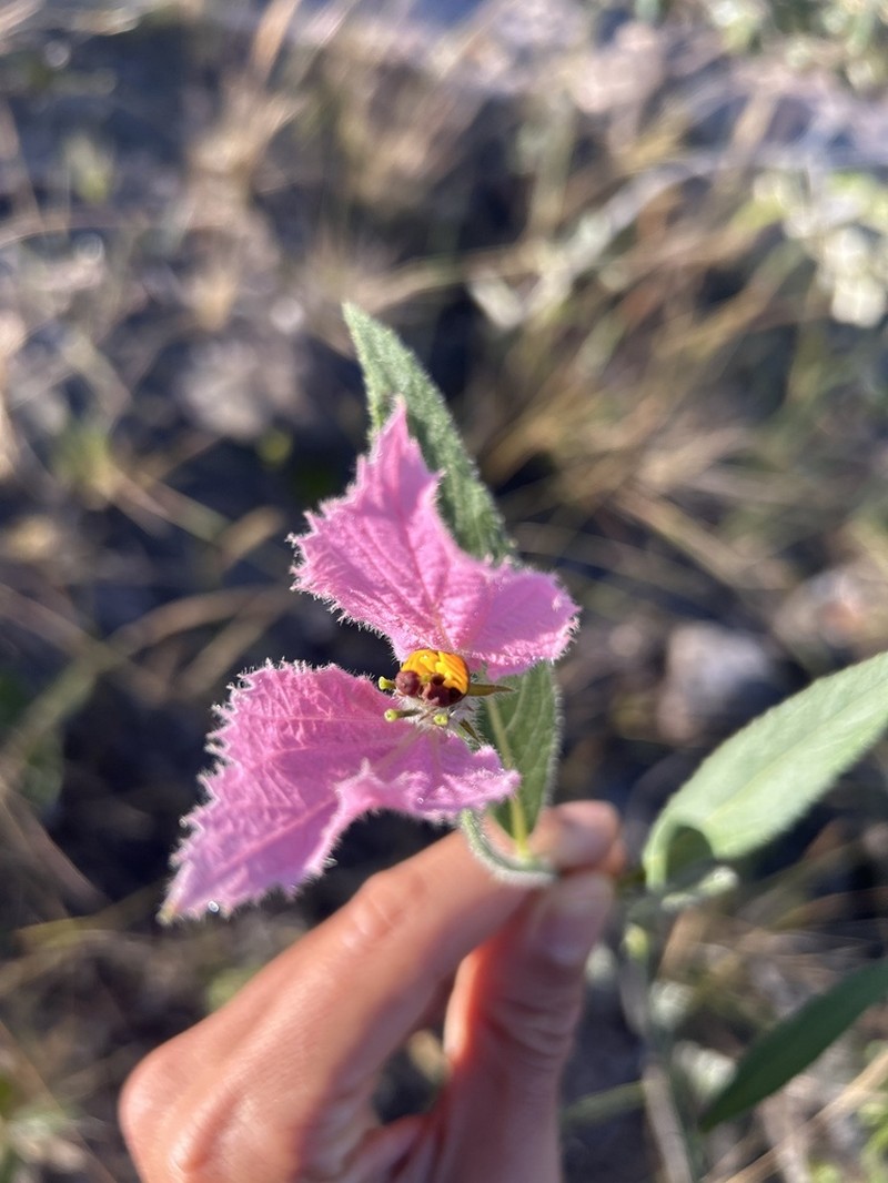 Dalechampia francisceana photo 8