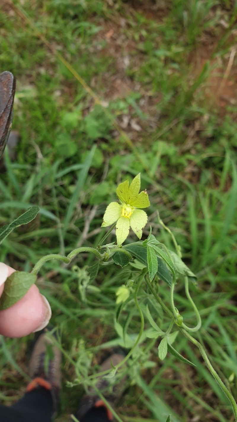 Dalechampia galpinii