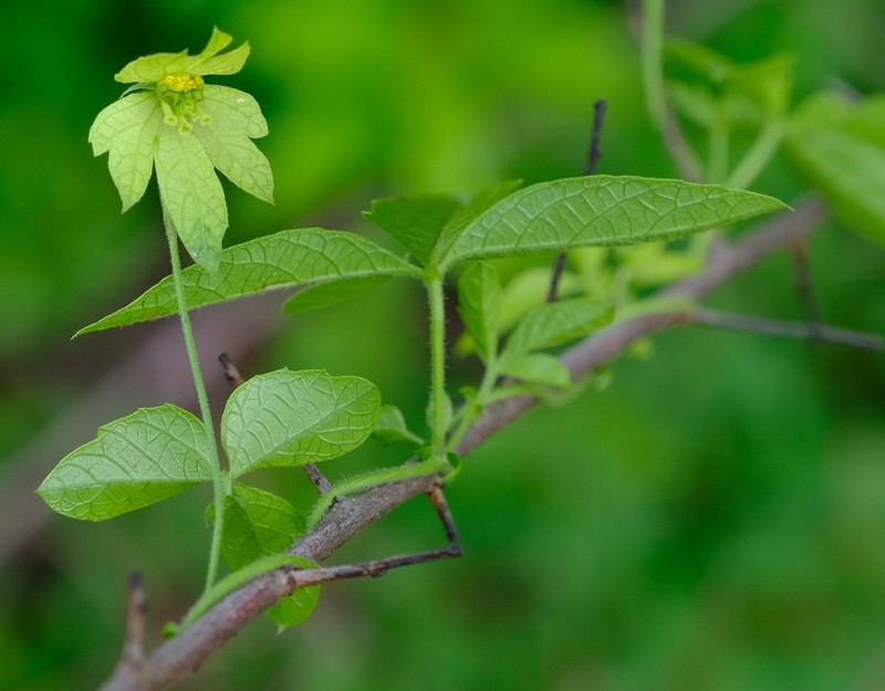 Dalechampia galpinii photo 2