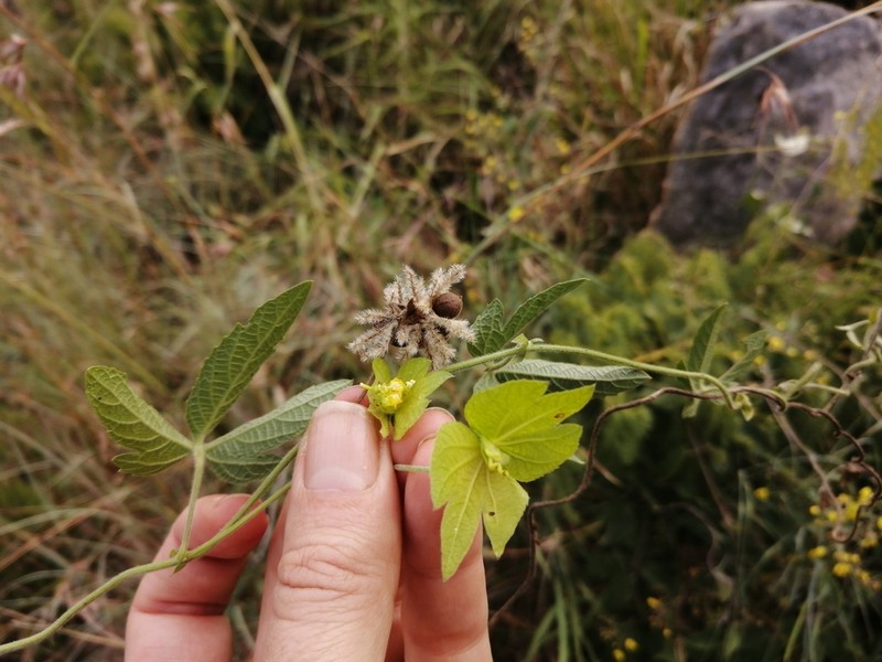 Dalechampia galpinii photo 3
