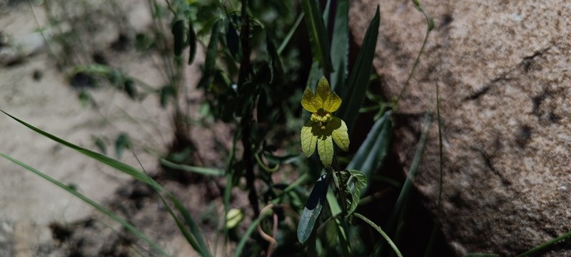 Dalechampia galpinii photo 5