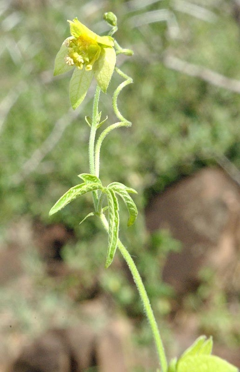 Dalechampia galpinii photo 6