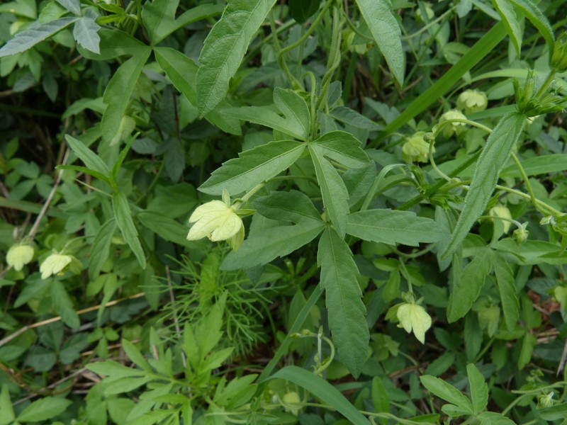 Dalechampia galpinii photo 7
