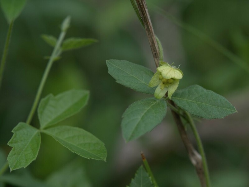 Dalechampia galpinii photo 8