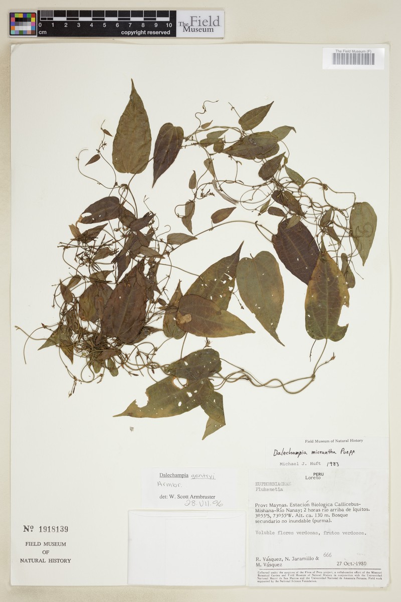 Dalechampia gentryi