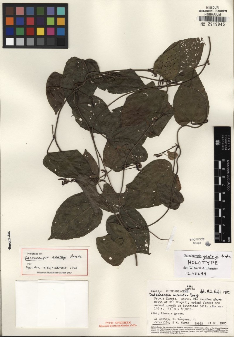 Dalechampia gentryi photo 2