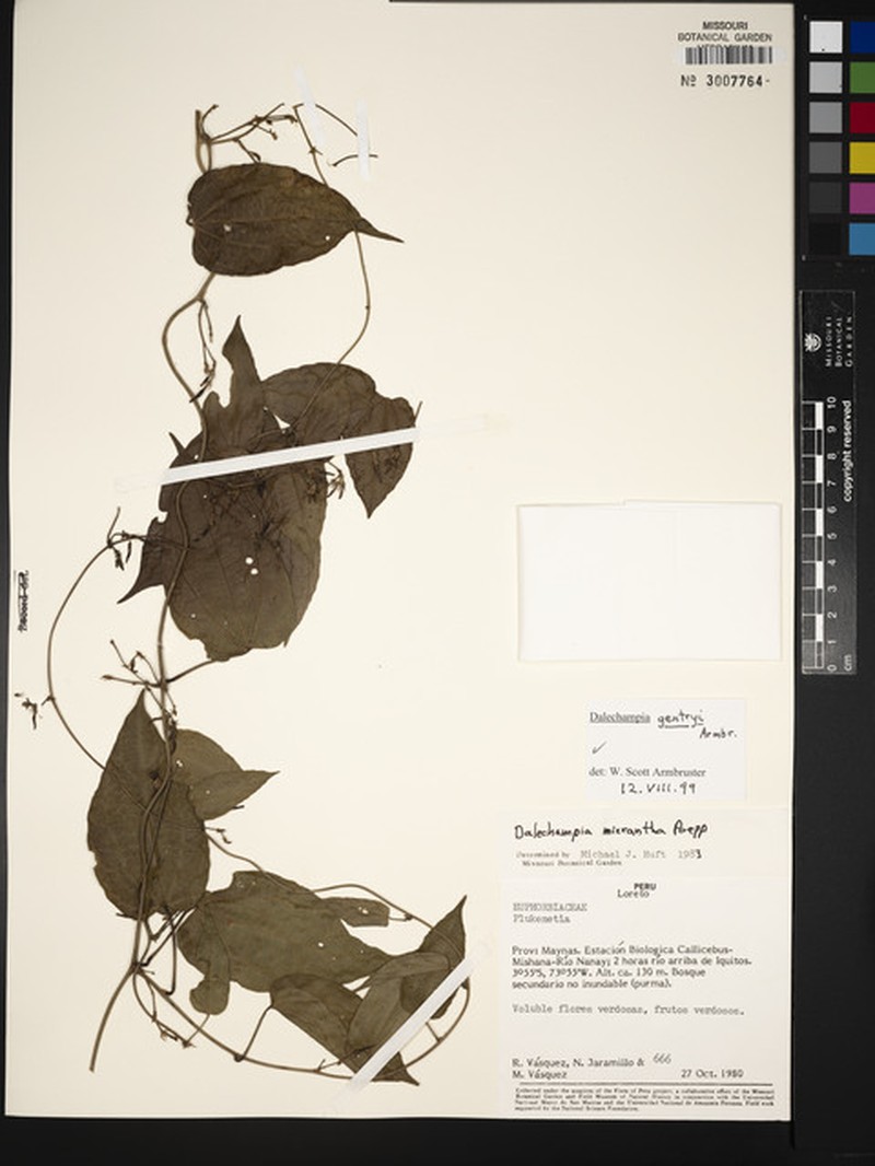 Dalechampia gentryi photo 3