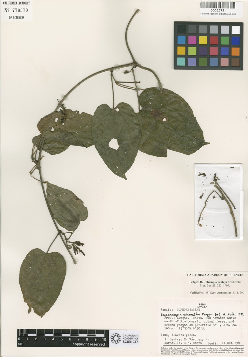 Dalechampia gentryi photo 4