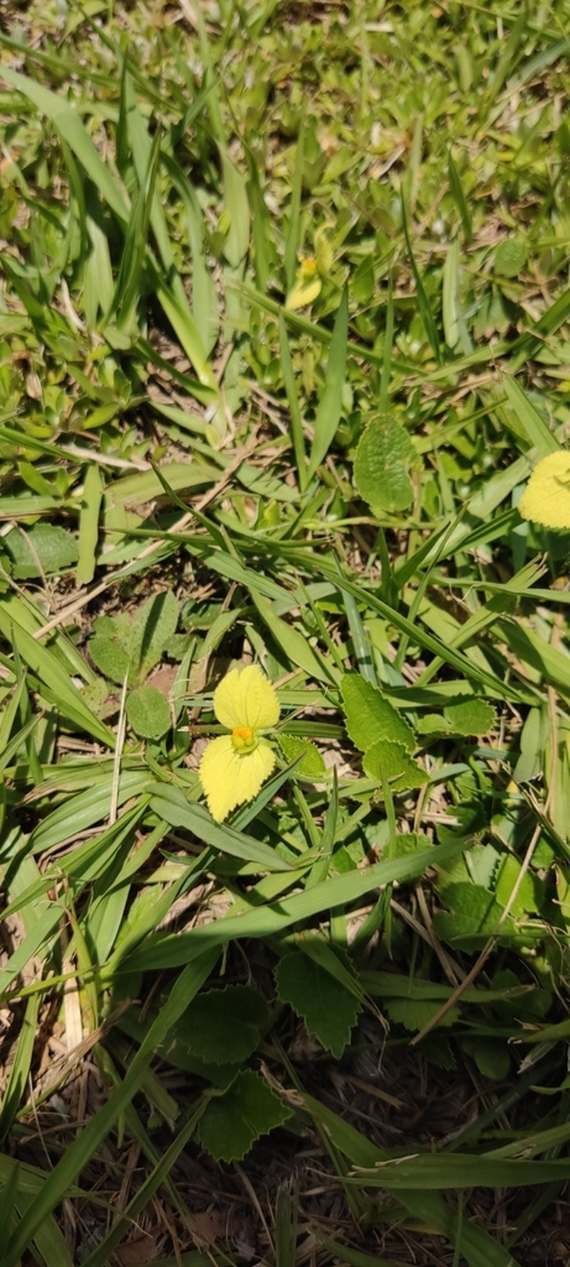Dalechampia glechomifolia