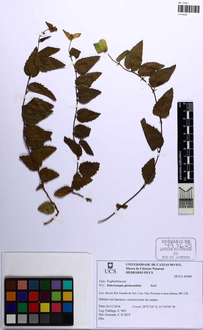 Dalechampia glechomifolia photo 2