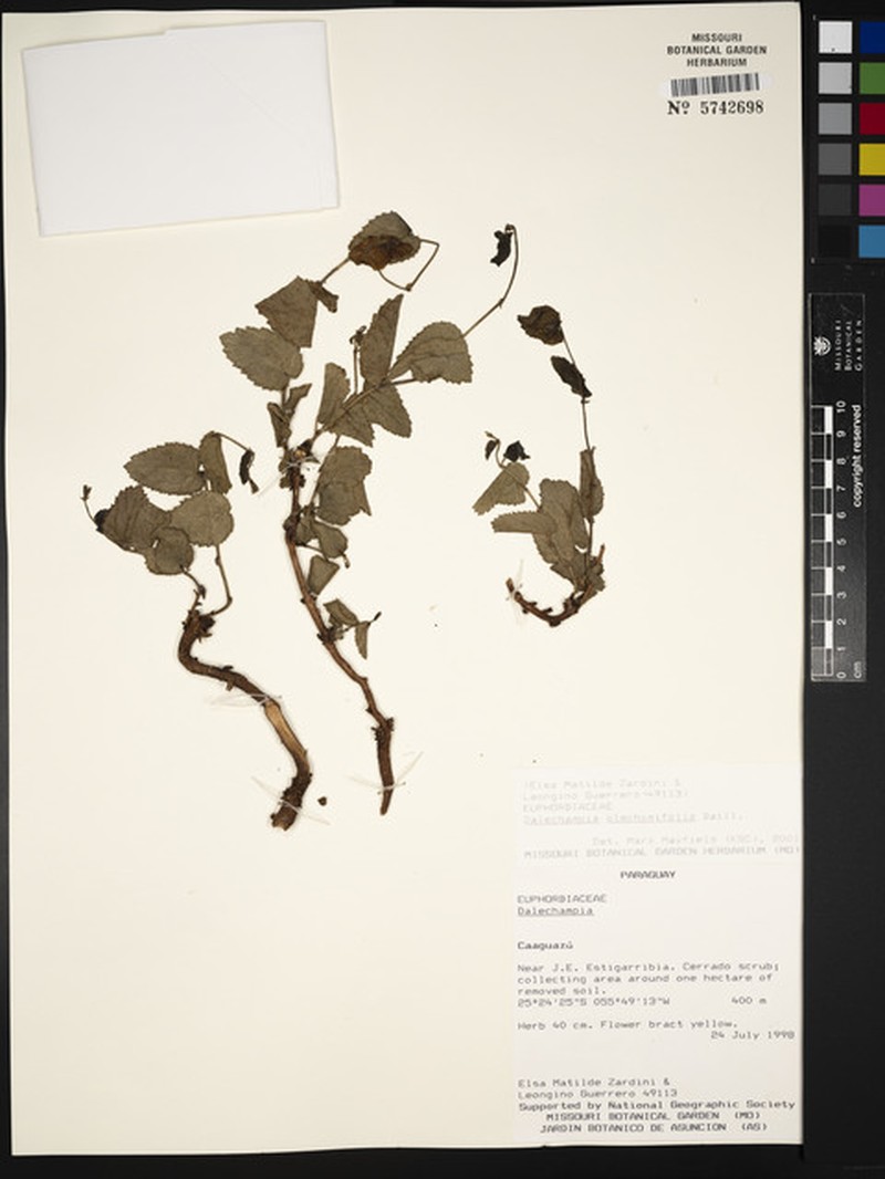 Dalechampia glechomifolia photo 3