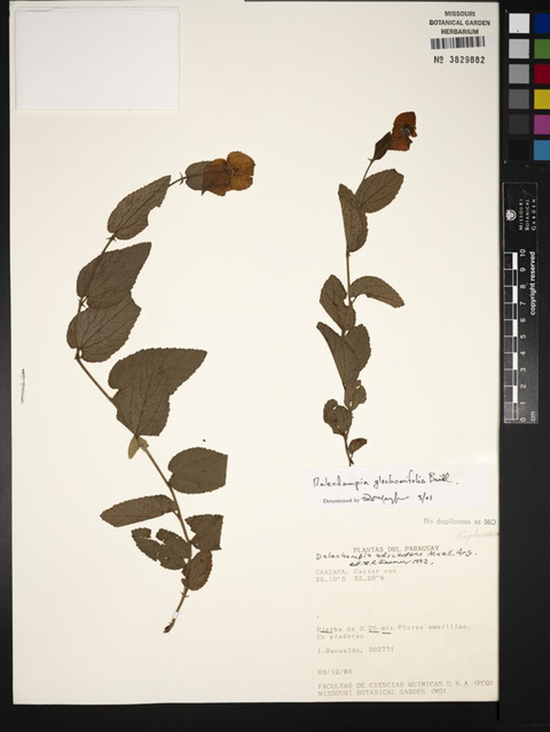 Dalechampia glechomifolia photo 4