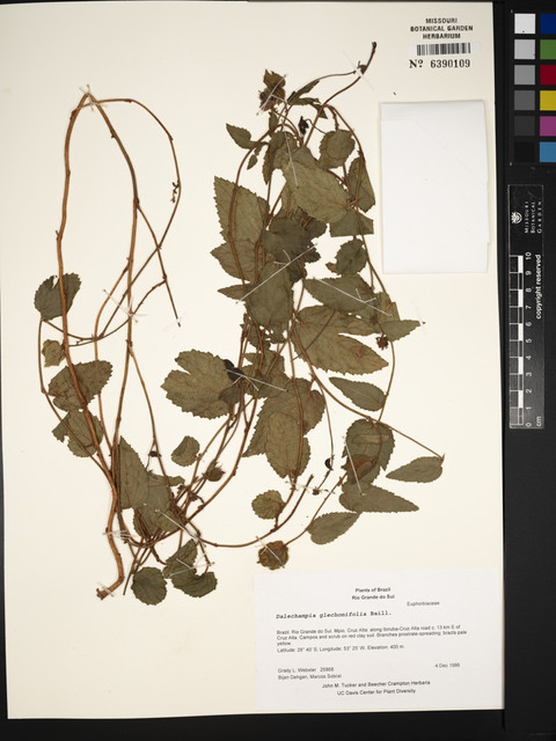 Dalechampia glechomifolia photo 5