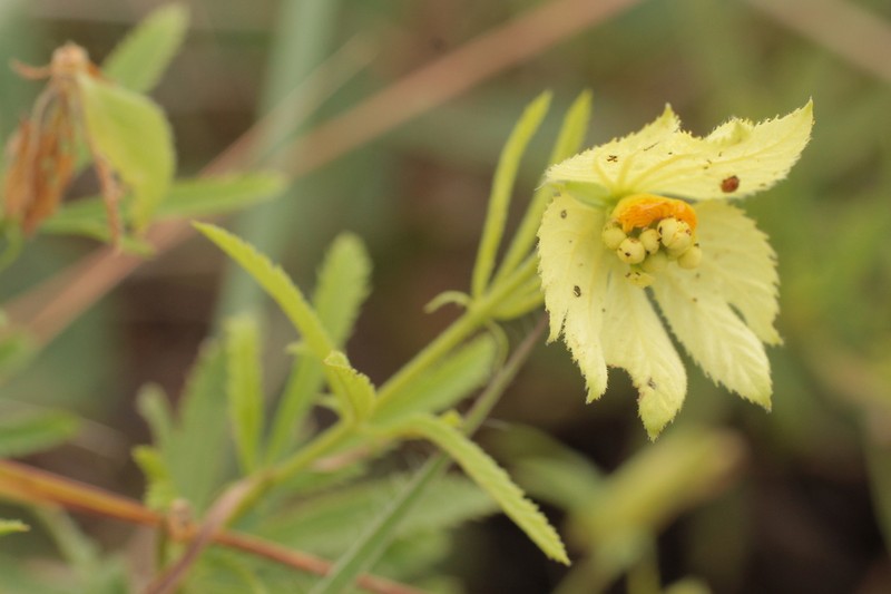 Dalechampia guaranitica