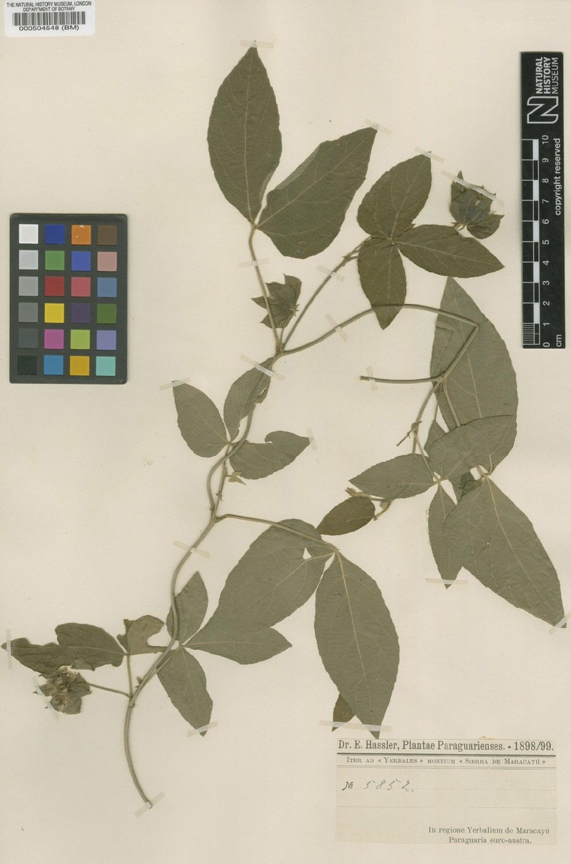 Dalechampia hassleriana