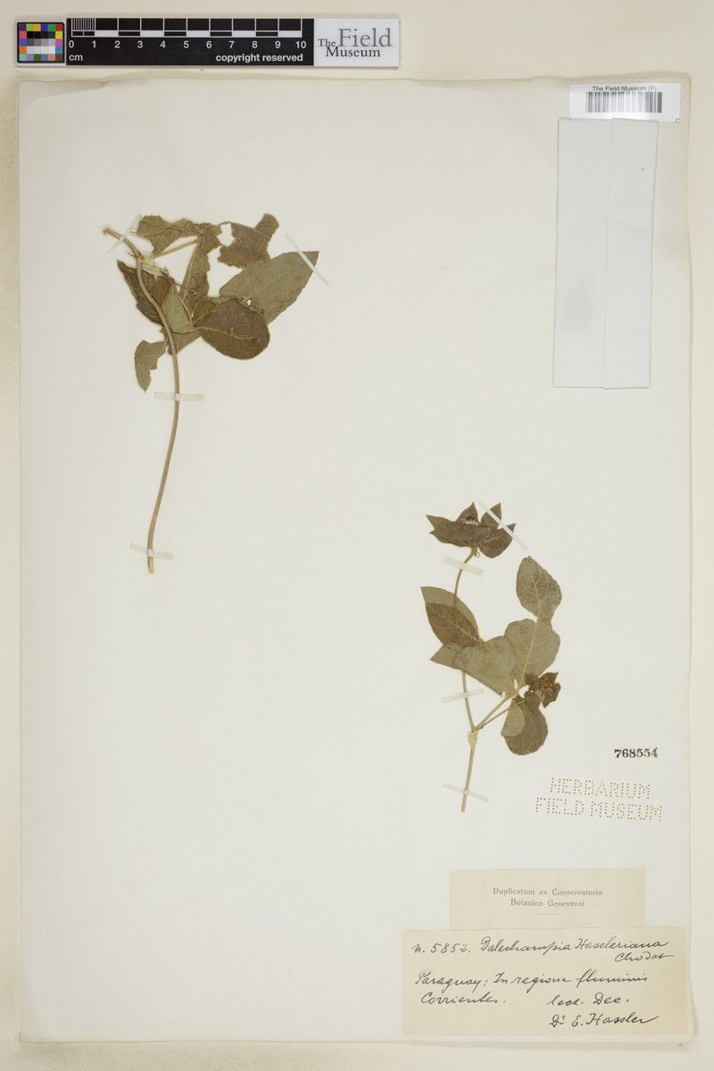 Dalechampia hassleriana photo 2