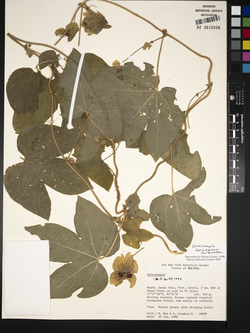 Dalechampia herzogiana