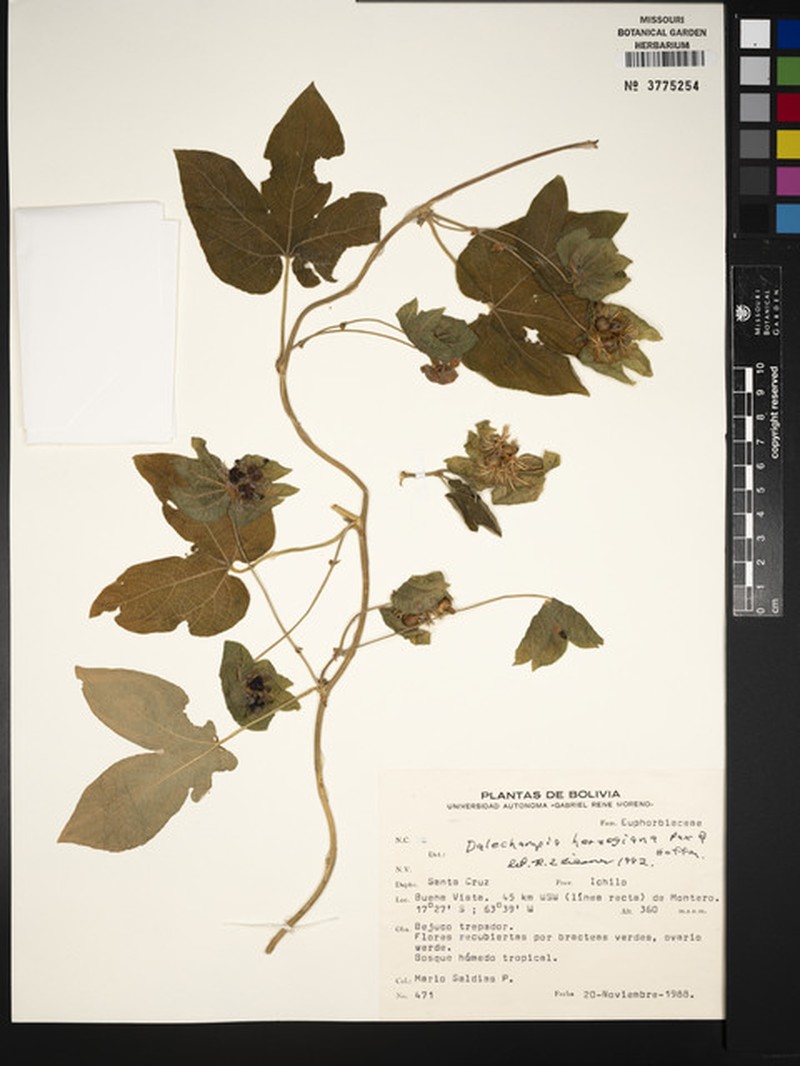 Dalechampia herzogiana photo 2