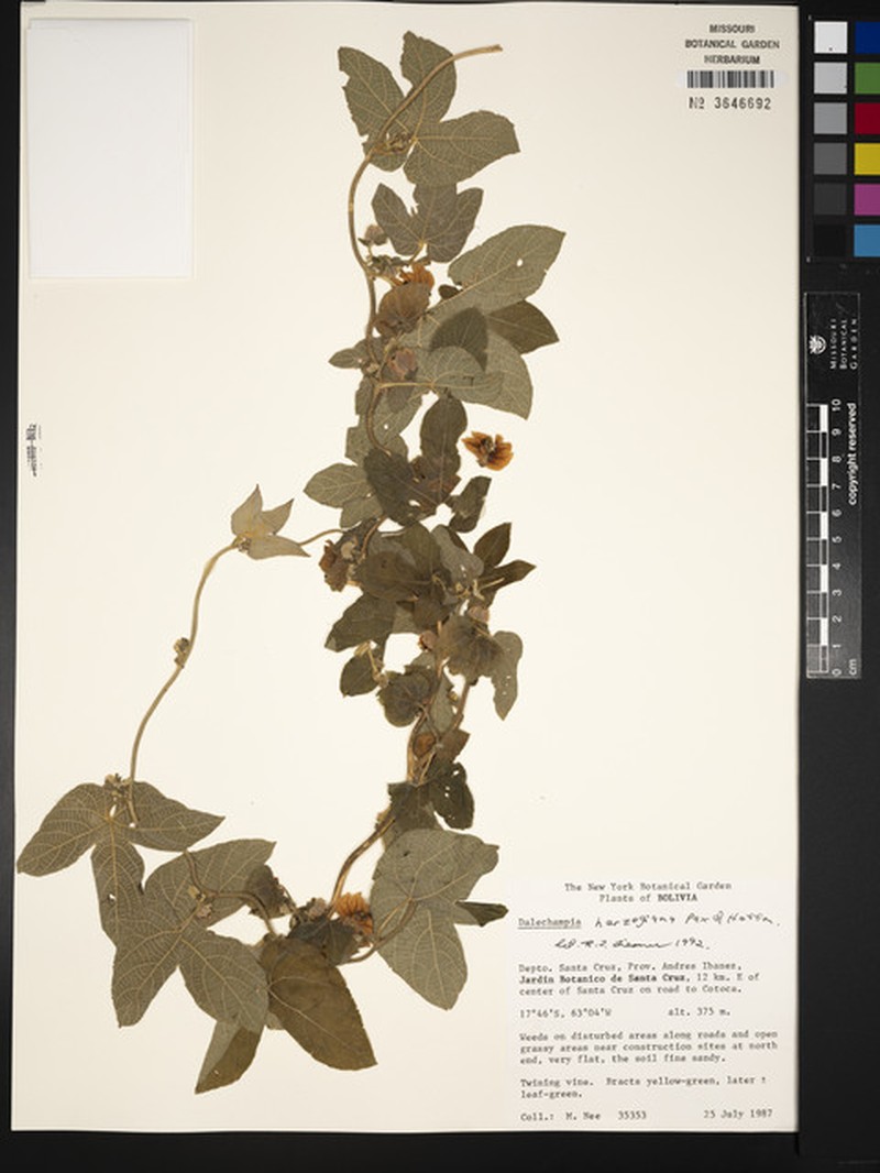 Dalechampia herzogiana photo 3