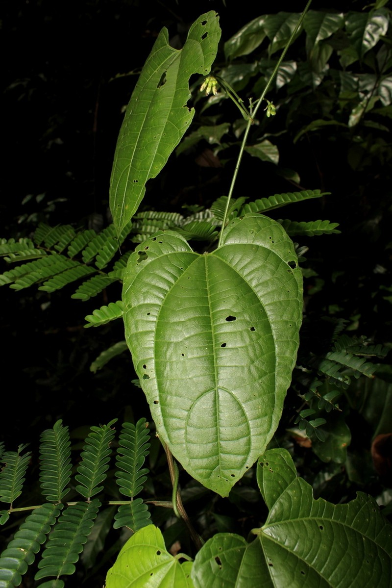 Dalechampia heterobractea