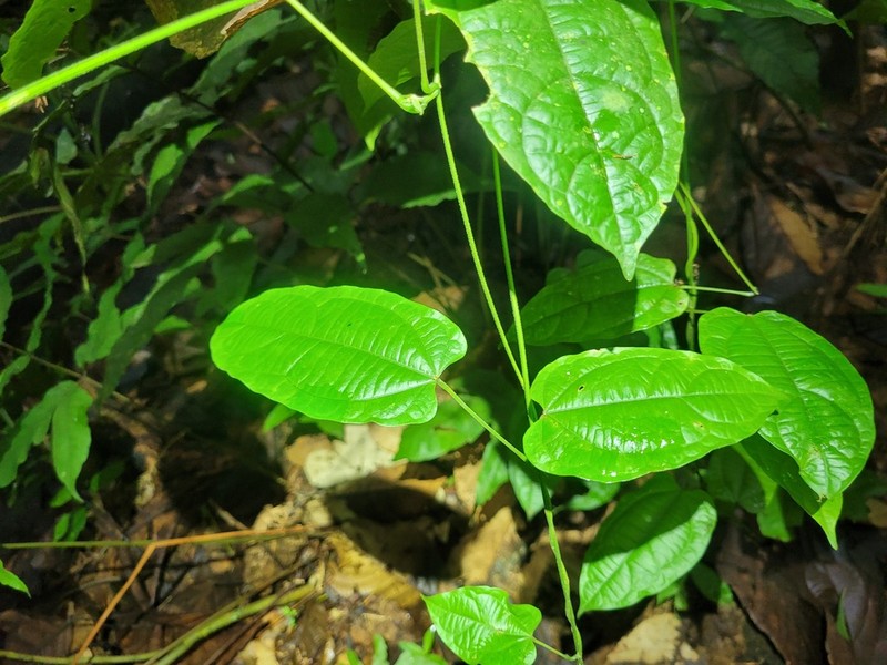 Dalechampia heterobractea photo 2