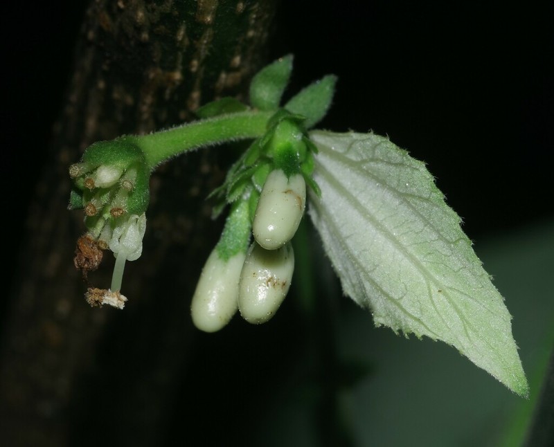 Dalechampia heterobractea photo 3