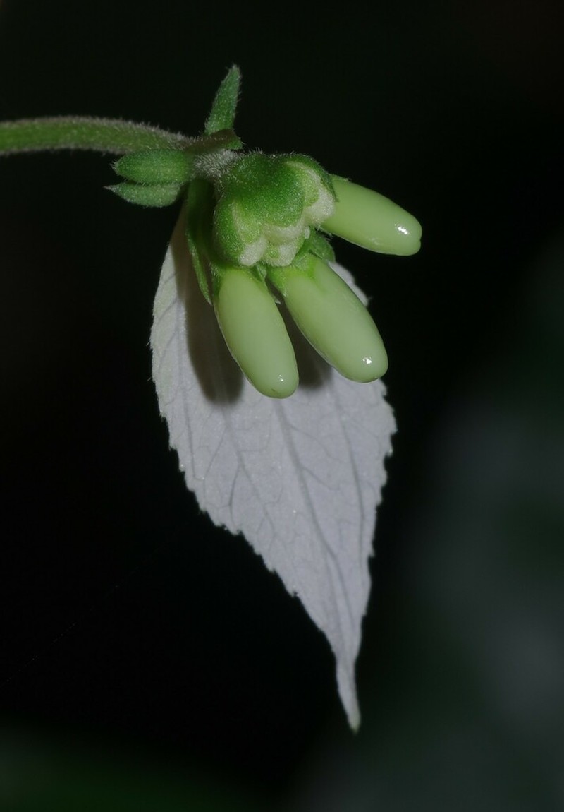 Dalechampia heterobractea photo 4