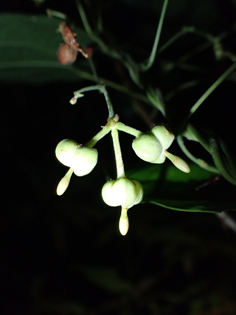 Dalechampia heterobractea photo 5