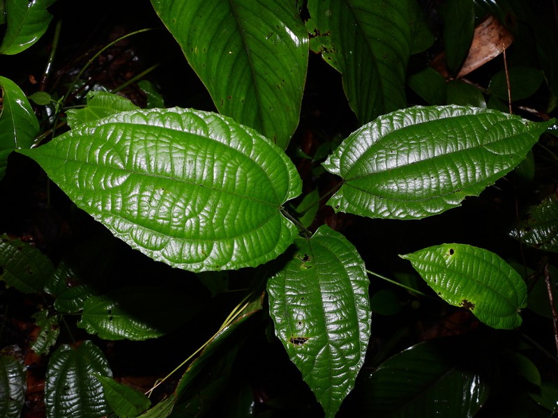 Dalechampia heterobractea photo 6