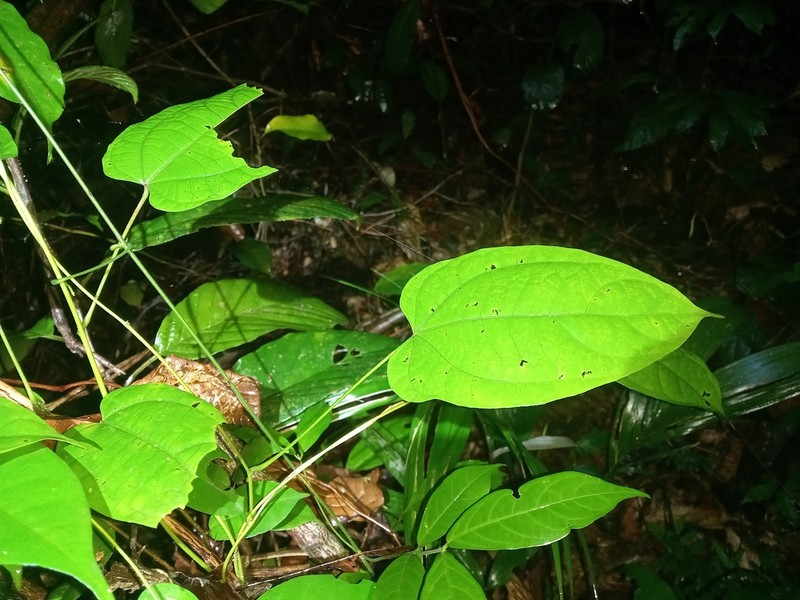 Dalechampia heterobractea photo 7