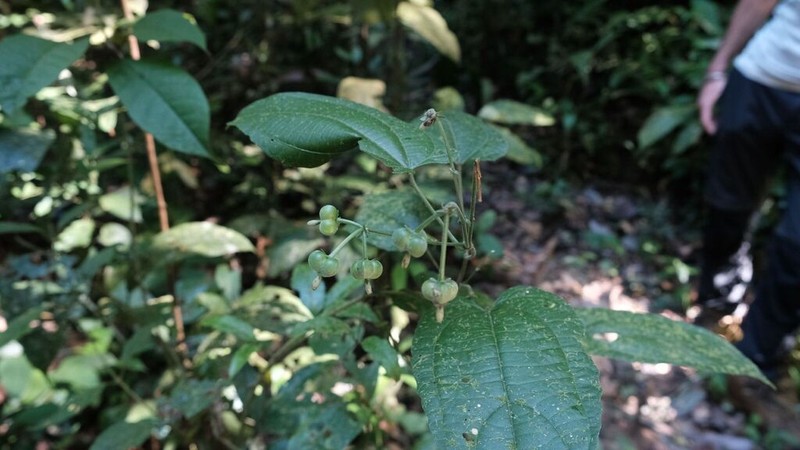Dalechampia heterobractea photo 8