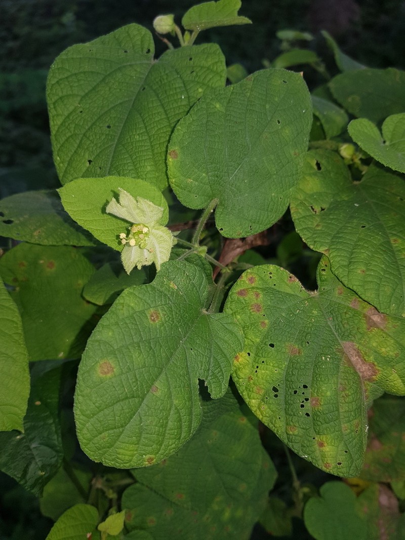 Dalechampia hispida