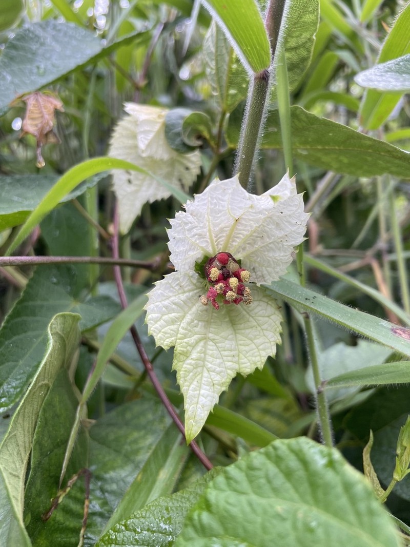 Dalechampia hispida photo 2