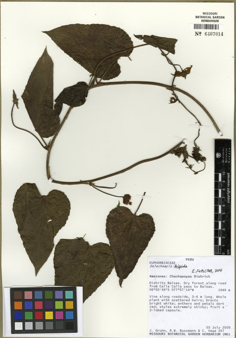 Dalechampia hispida photo 3