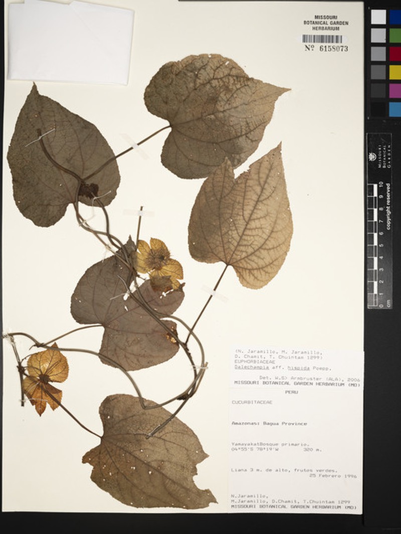 Dalechampia hispida photo 4