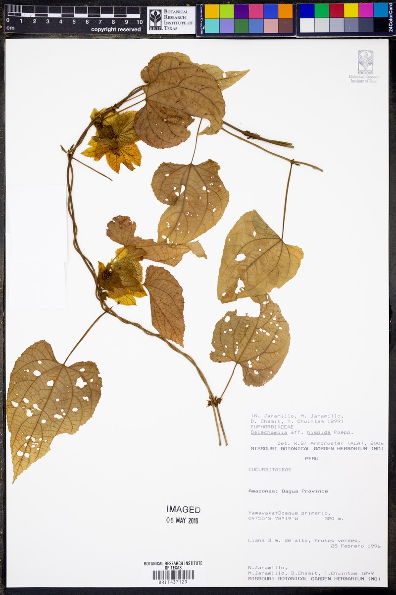 Dalechampia hispida photo 5