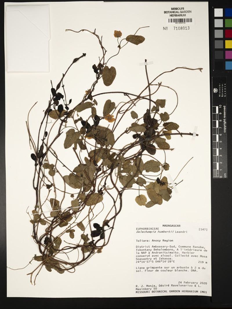 Dalechampia humbertii