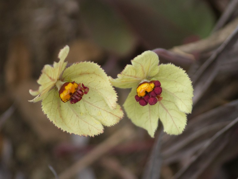 Dalechampia humilis photo 2