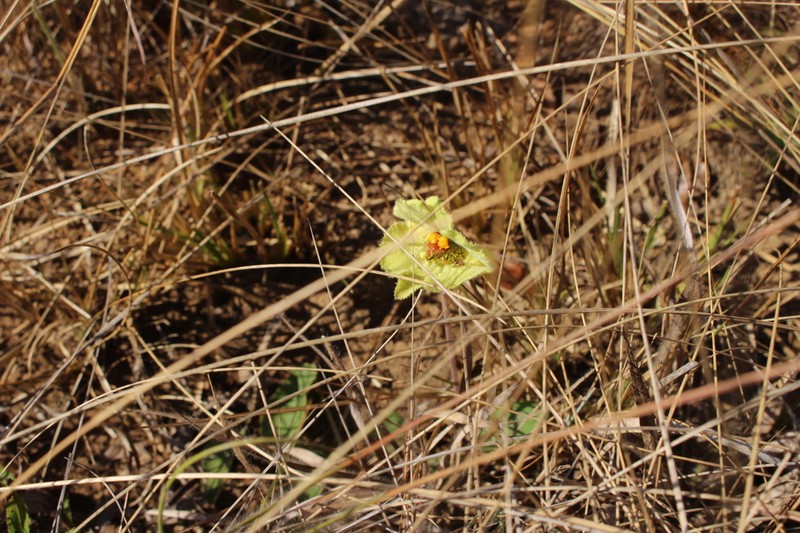 Dalechampia humilis photo 4
