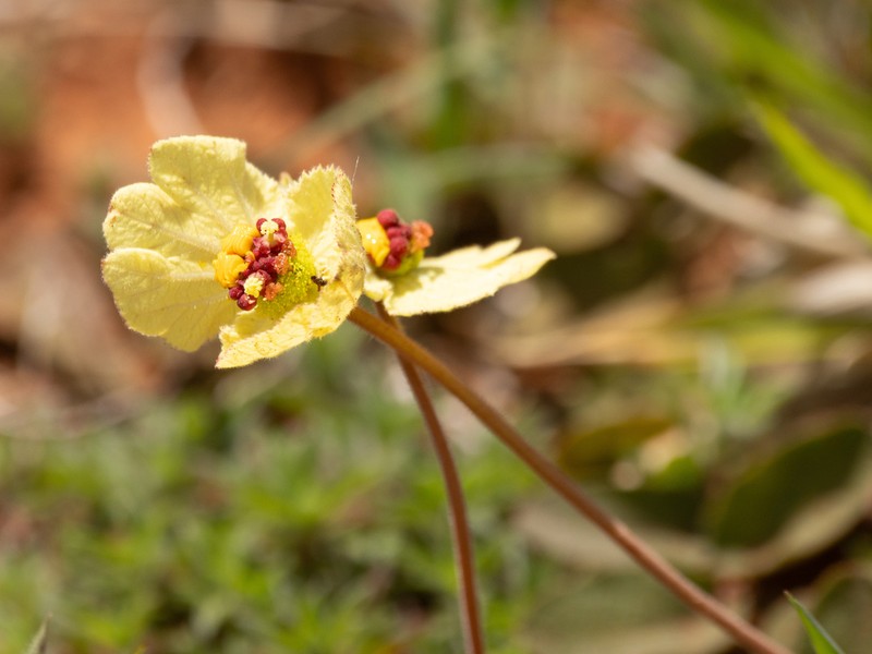 Dalechampia humilis photo 5
