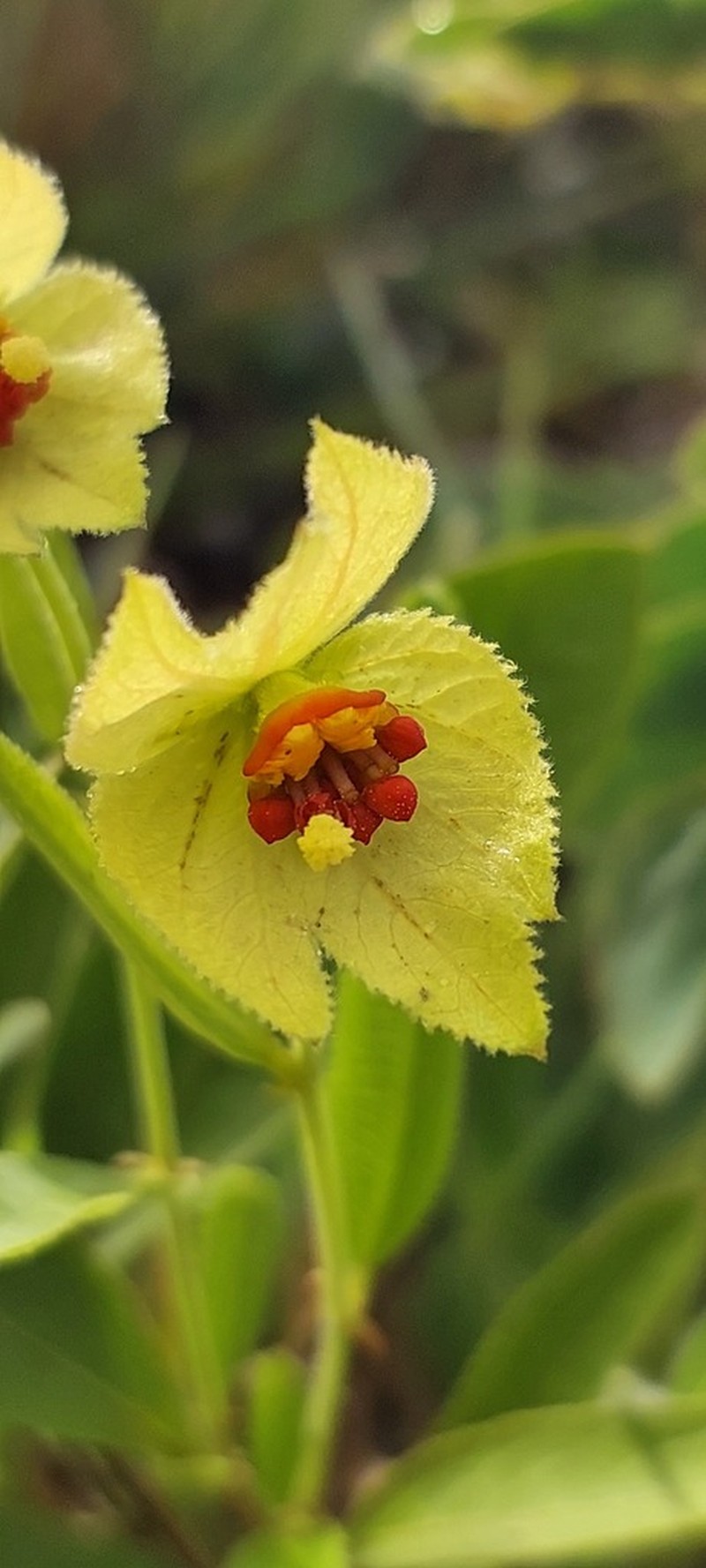Dalechampia humilis photo 6