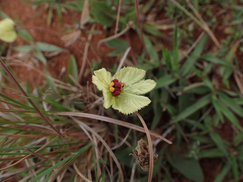 Dalechampia humilis photo 7