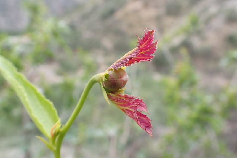 Dalechampia hutchisoniana