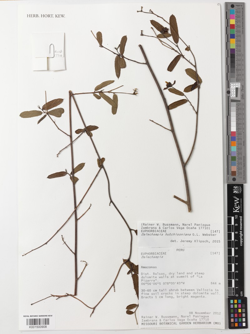 Dalechampia hutchisoniana photo 4