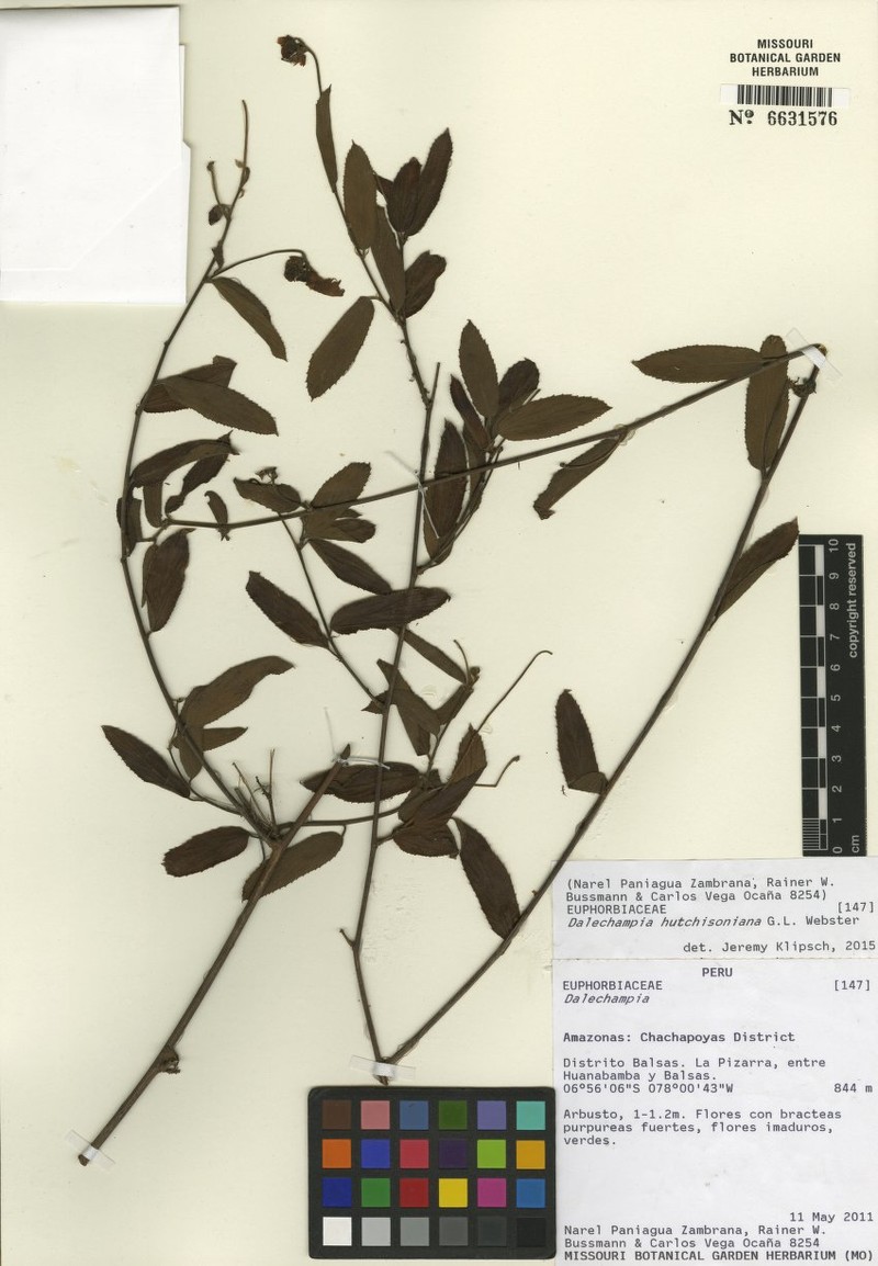 Dalechampia hutchisoniana photo 5