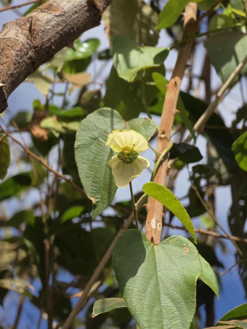 Dalechampia ilheotica photo 2